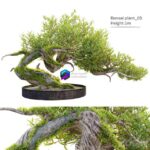 مدل سه‌بعدی درخت بونسای با طراحی طبیعی | Bonsai plant 03 0