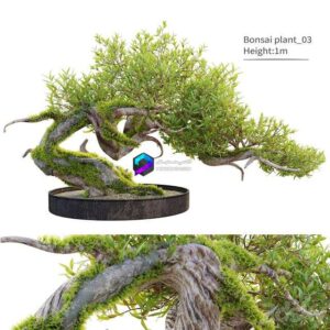 Bonsai plant_03 0