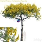 مدل سه‌بعدی درخت آتش برزیلی با گل‌های زرد | Brazilian Firetree Schizolobium Parahyba 2 0