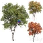 مدل سه‌بعدی درخت برگ‌پهن با طراحی طبیعی | Broadleaf Tree Tree Set 227