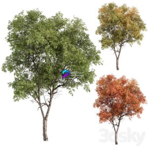 Broadleaf Tree Tree Set 227