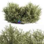 مدل سه‌بعدی بوته برگ بکسوس طبیعی | Buxsus Leaf Bush Bush Set 27 0