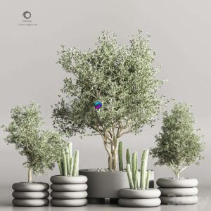 Cactus & plant vol 06