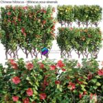 مدل سه‌بعدی درختچه چینی هیبیسکوس | Chinese hibiscus – Hibiscus rosa sinensis – 03
