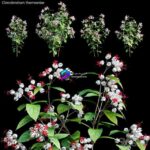 مدل سه‌بعدی گیاه Clerodendrum با گل‌های زیبا | Clerodendrum 01