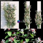 مدل سه‌بعدی گیاه Clerodendrum تزئینی | Clerodendrum 02