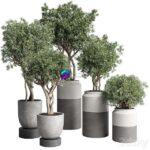 مدل سه‌بعدی درختان آپارتمانی با گلدان‌های بتنی مدرن | Collection Indoor Plant 189 Concrete Dirt Vase Pot Tree 0
