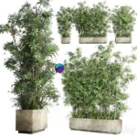مدل سه‌بعدی گیاه بامبو در گلدان بتنی | Collection Outdoor plant 49 concrete dirt old vase bax pot tree fern bamboo 0