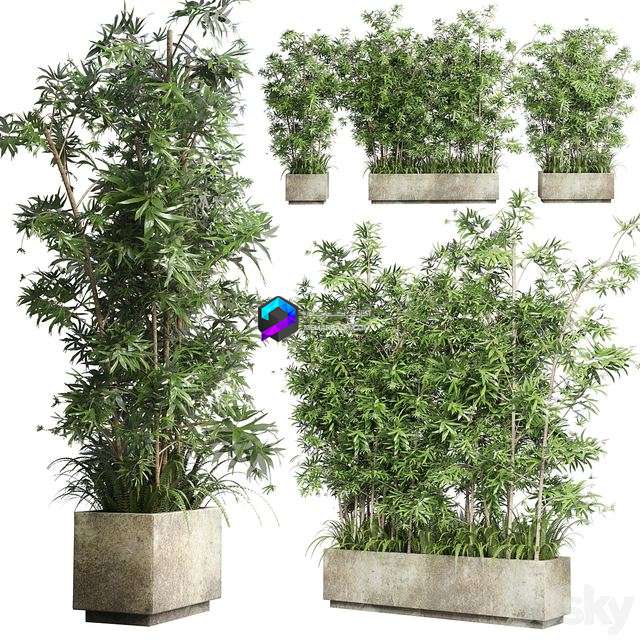 Collection Outdoor plant 49 concrete dirt old vase bax pot tree fern bamboo 0