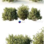 مدل سه‌بعدی درختچه‌های تزئینی متنوع | Collection mixed plants bush shrubs set 04