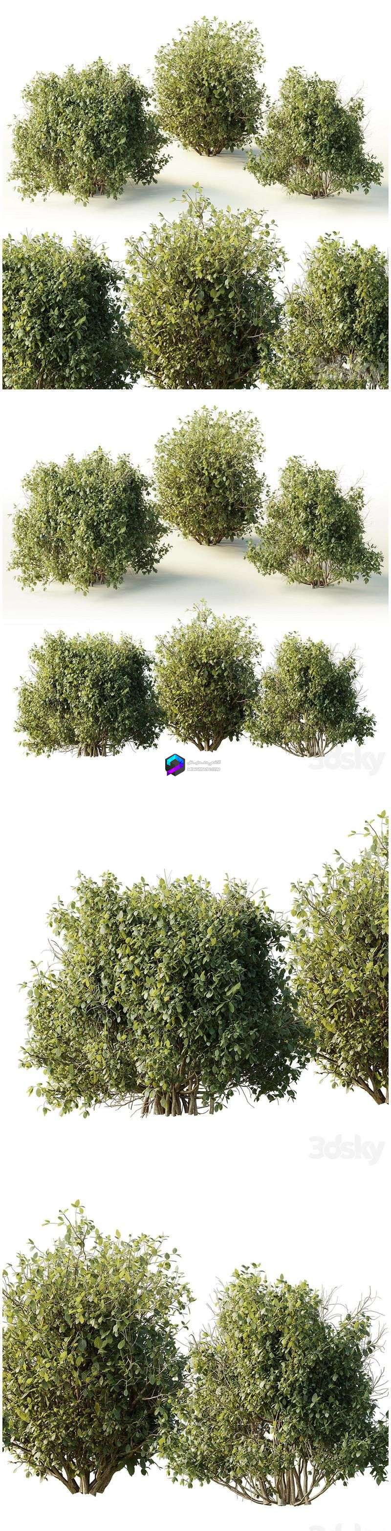 Collection mixed plants bush shrubs set 04