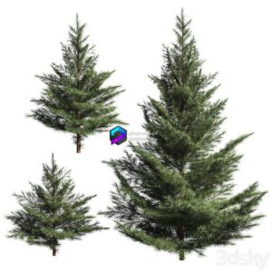 Collection of firs. 3 0