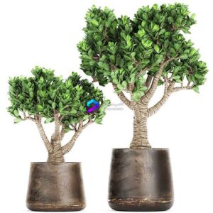 Collection of plants in metal pots with flower Crassula. Set 930 0