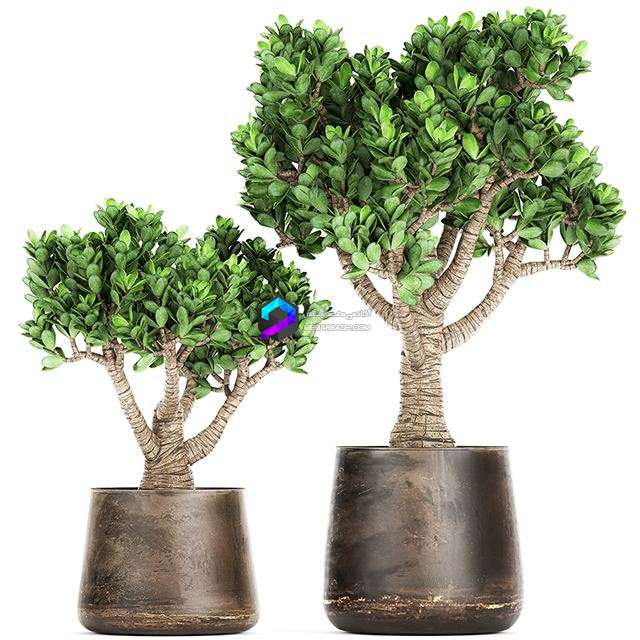 Collection of plants in metal pots with flower Crassula. Set 930 0