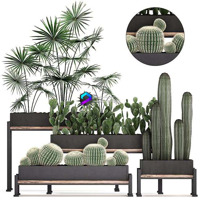 Collection of small plants Set 462 0