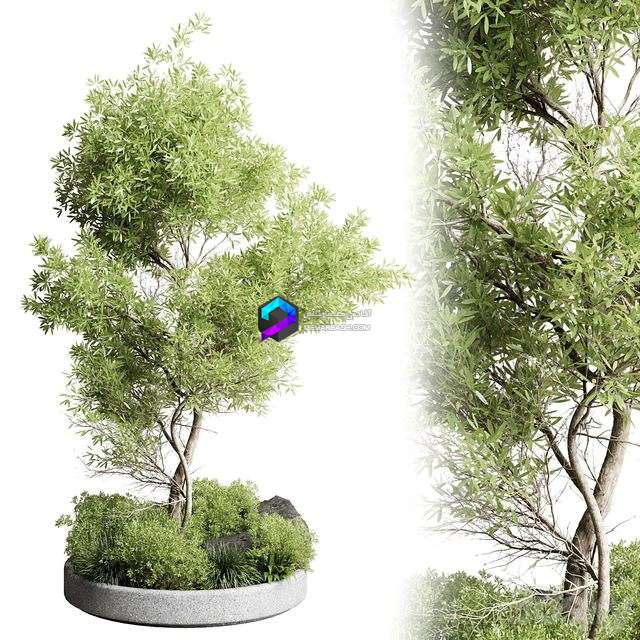 Collection outdoor indoor 85 pot plant & tree & bush 0