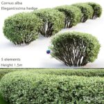 مدل سه‌بعدی حصار گیاهی Cornus Alba Elegantissima | Cornus Alba Elegantissima hedge 2