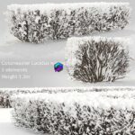 مدل سه‌بعدی حصار گیاهی زمستانه کتونیاستر | Cotoneaster lucidus. Winter hedge 3 0