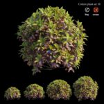 مدل سه‌بعدی گیاه کروتون تزئینی | Croton Plant Set 10