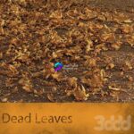 مدل سه‌بعدی برگ‌های خشک طبیعی | Dead Leaves