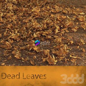 Dead Leaves