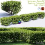 مدل سه‌بعدی درختچه تزئینی دورانتا با برگ‌های سبز روشن | Duranta repens Sheenas Gold Duranta erect 1 0