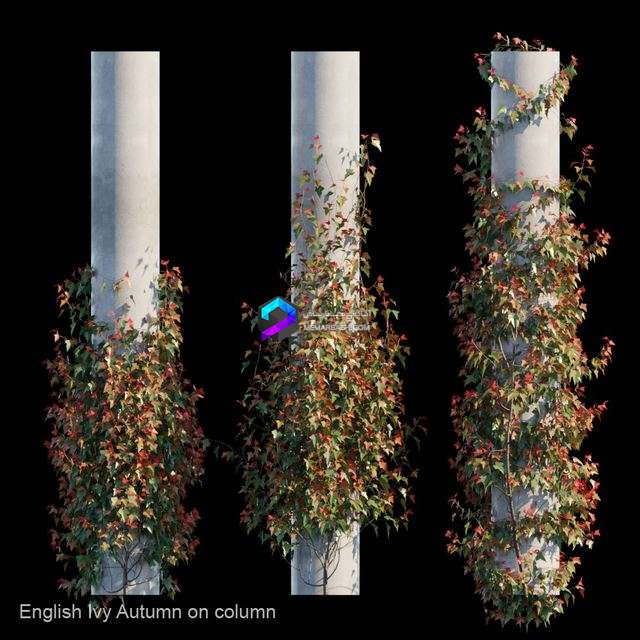 English Ivy Autumn on column