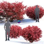 مدل سه‌بعدی درختچه یاسمن قرمز تزئینی | Euonymus bush 1.4 m to 2.4 m 1