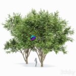 مدل سه‌بعدی درخت راش اروپایی | European Beech 2 Trees 0