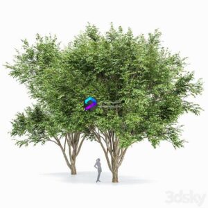 European Beech 2 Trees 0