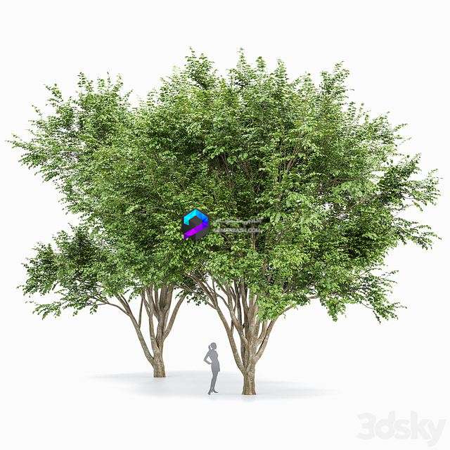مدل سه‌بعدی درخت راش اروپایی