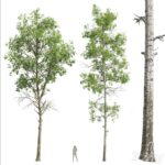 مدل سه‌بعدی درختان جنگلی و تزئینی | Fagus Sylvatica and Populus Tremuloides