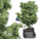 مدل سه‌بعدی درختچه سبز تزئینی | Flower Pack 143 0