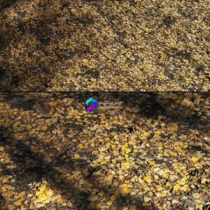 Foliage Autumn