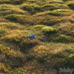 مدل سه‌بعدی چمن طبیعی برای فضای خارجی | Forest Grass