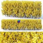 مدل سه‌بعدی درخت فورسیتیا با گل‌های زرد | Forsythia Medium Forsythia intermedia 0