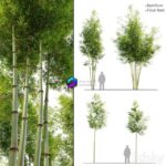 مدل سه‌بعدی درخت بامبو چهارگانه | Four Bamboo Tree 0