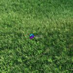 مدل سه‌بعدی چمن طبیعی | Grass 0