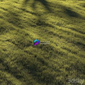 Grass Lawn