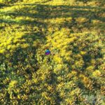 مدل سه‌بعدی چمن طبیعی با بافت متنوع | Grass Set 2