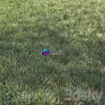 مدل سه‌بعدی چمن طبیعی برای فضای باز | Grass for Landscape 1