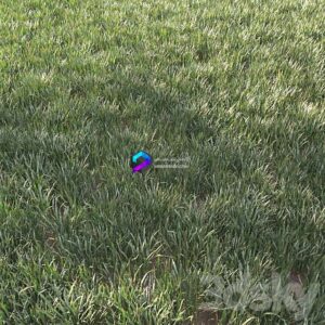 Grass for Landscape 1