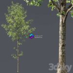 مدل سه‌بعدی درخت توسکا با طراحی طبیعی | HQ Plants Alnus Glutinosa03 1