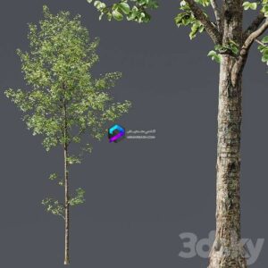 HQ Plants Alnus Glutinosa03 1