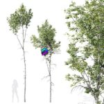 مدل سه‌بعدی درخت زردآلو بلند و باریک | HQ Plants Betula Pendula02