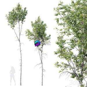 HQ Plants Betula Pendula02