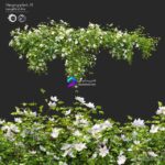 مدل سه‌بعدی گیاه آویز با گل‌های سفید | Hanging Plant 15