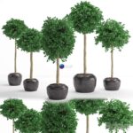 مدل سه‌بعدی درختان تزئینی با گلدان مدرن | Houseplant 26