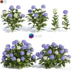 مدل سه‌بعدی گل‌های هیدرانجیا رنگارنگ | Hydrangea flowers 0