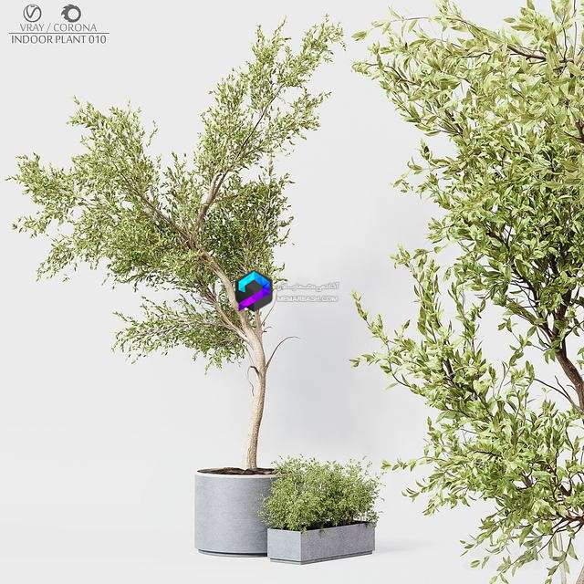 Indoor Plant 010 0